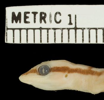 Media type: image;   Herpetology R-124315